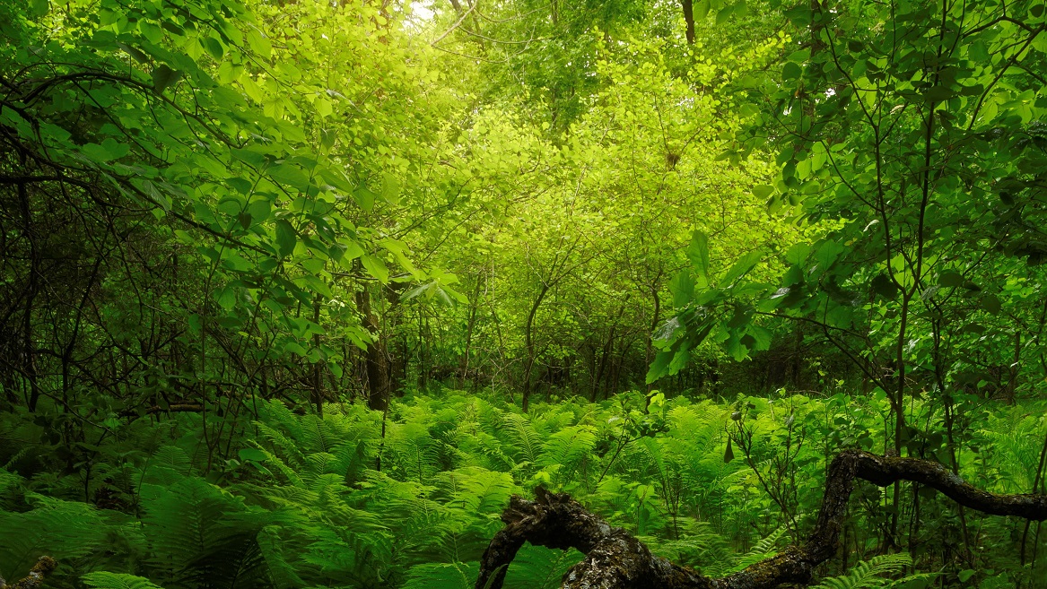 Portage-la-Prairie_Daniel Sullivan - Forest Green_smaller